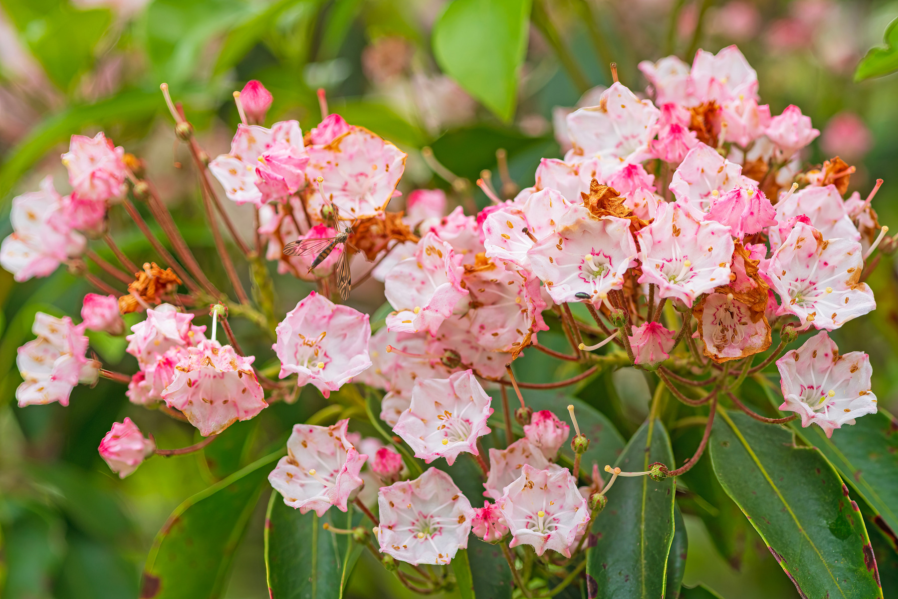 Grayanotoxin and Other Types of Plant Poisoning in Goats